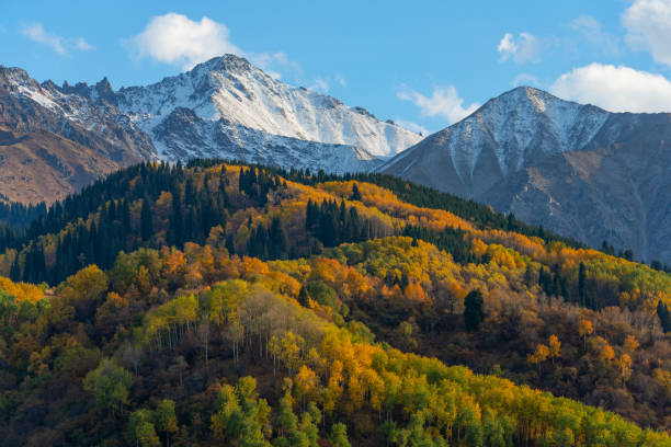 árboles con follaje otoñal en las laderas de las montañas zailiyskiy alatau en kazajstán - almaty fotografías e imágenes de stock