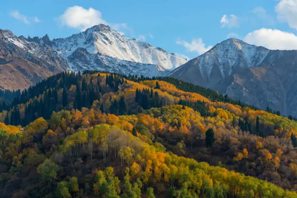 Photo of Trees with autumn foliage on the slopes of the Zailiyskiy Alatau mountains in Kazakhstan