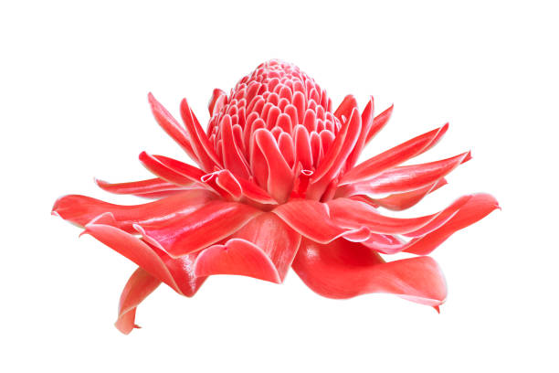 Etlingera elatior, Torch Ginger Flower Isolated on White Background with Clipping Path