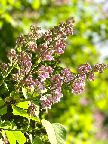 Blooming lilac branch