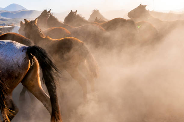 istock Wild Horses. Yilki horses. Jades. 1441168653
