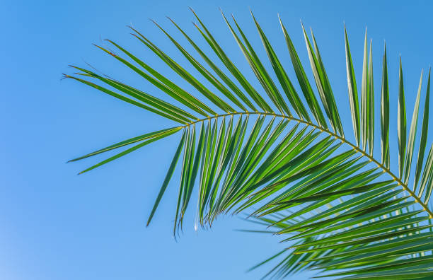 istock Palm tree branch on blue sky background, free space for text, screensaver idea or background for advertising natural cosmetics products and desktop wallpapers. Summer holidays on the Mediterranean. 1441169640