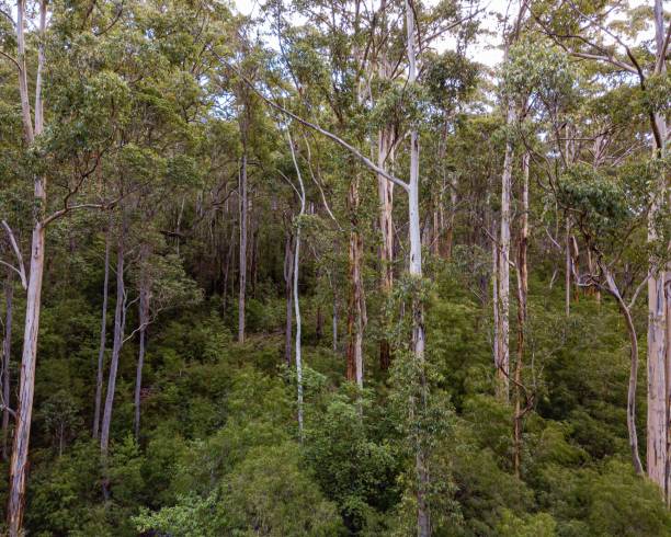 istock Trees in Karri Valley, Pemberton Western Australia 1441169910