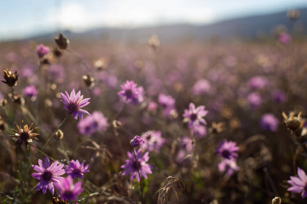 istock Pink flowers in wild 1441170053