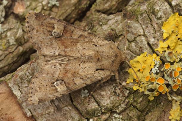 istock Macro shot of the rustic shoulder knot moth on a branch 1441170281