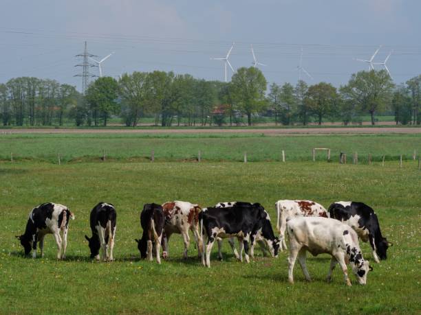 istock Herd of cows pasturing in a meadow in Westphalia, Germany 1441170331
