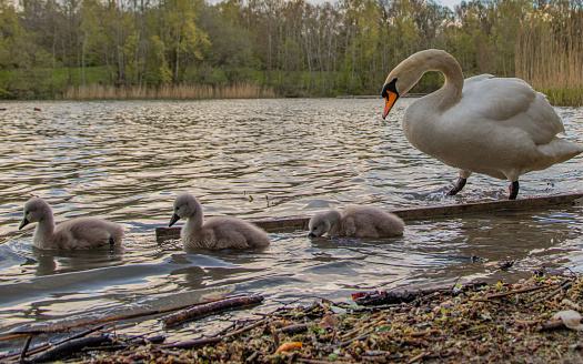 A Mute swan with cygnets swimming in the pond