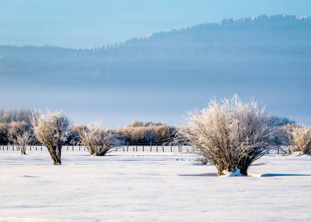 istock Hoar Frost on Willow trees in Teton Valley in Idaho 1441170449
