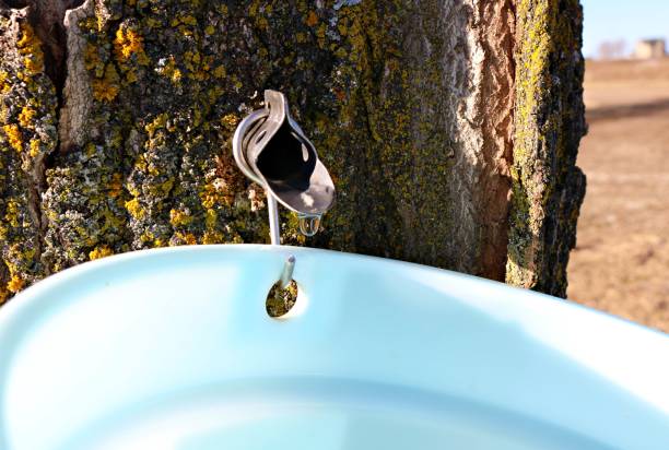 istock Maple sap dripping in to a pail on a sunny d 1441170593