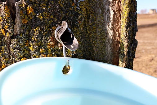 Close-up of metal maple syrup tapping spile in tree with sap dripping into plastic pail with field and barn in background. Old tapping hole can be see
