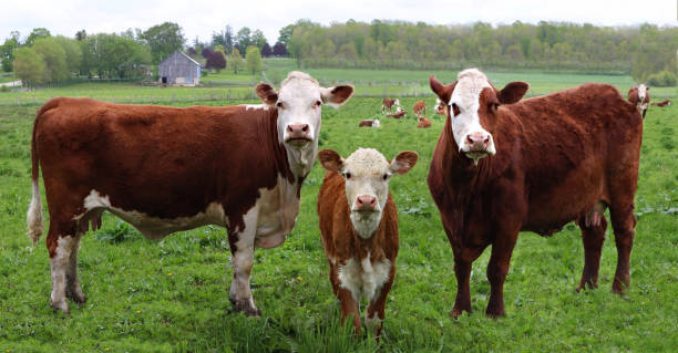 istock Little newborn Hereford calf standing between two cows with the herd in the background 1441170708