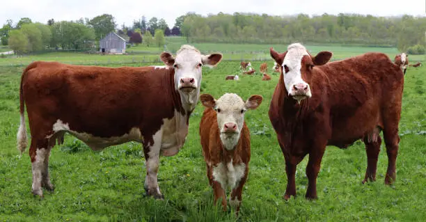 The little newborn Hereford calf standing between two cows with the herd in the background