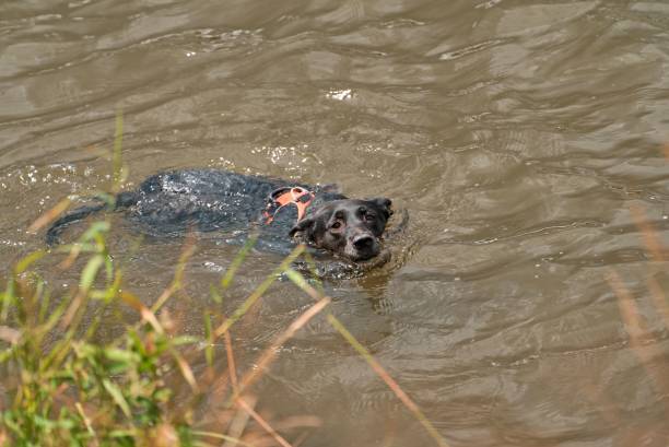 istock Black dog swimming on the river 1441170887