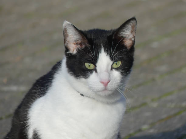 istock Vertical shot of a cute cat 1441171025