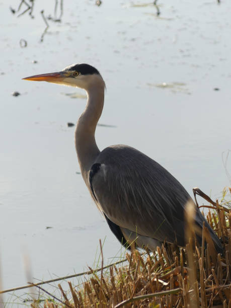 istock Vertical shot of a big Heron in a water 1441171029