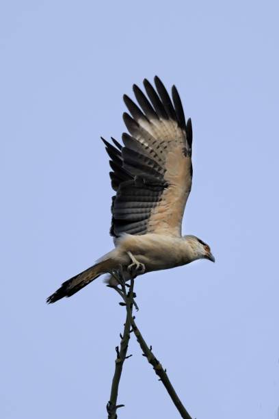 istock Vertical Low angle shot of a hawk spread wings perched on  tree branch against a clear blue sky 1441171237