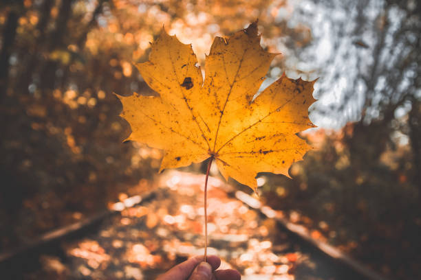 istock Selective focus shot of a yellow maple tree leaf on a sunny background 1441171879