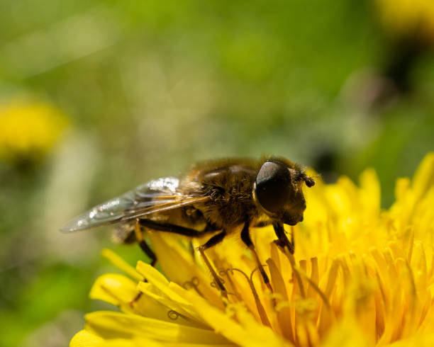 istock Macro shot of a bee on a yellow flower 1441172143