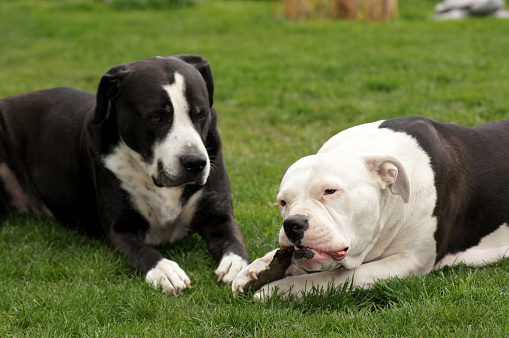 A closeup shot of two cute American Staffordshire Terrier dogs on a lawn
