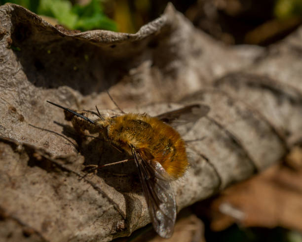 istock Macro shot of a bee fly on a leaf 1441172241