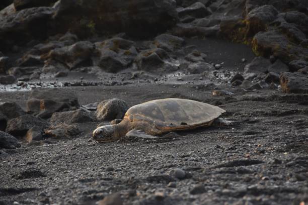 istock Sea turtle on a rough stony ground 1441172302