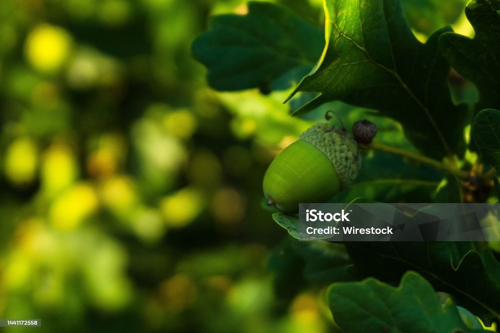 Closeup shot of a green acorn (oaknut) with green leaves on the blurred background A closeup shot of a green acorn (oaknut) with green leaves on the blurred background Acorn Stock Photo