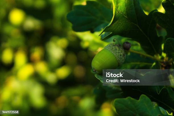 Closeup Shot Of A Green Acorn With Green Leaves On The Blurred Background Stock Photo - Download Image Now