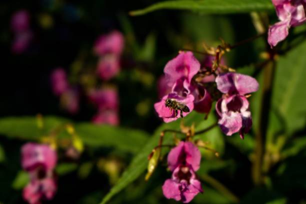 istock Wilted Himalayan balsam (Impatiens glandulifera) and a bumblebee (Bombus) on the blurred background 1441172572