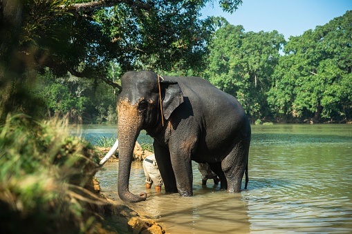Kushalanagar, India – August 02, 2022: A scenic shot of a big elephant being bathed in a river surrounded by lush green trees
