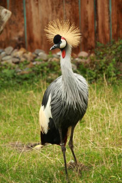 istock Vertical shot of a grey crowned crane 1441172708