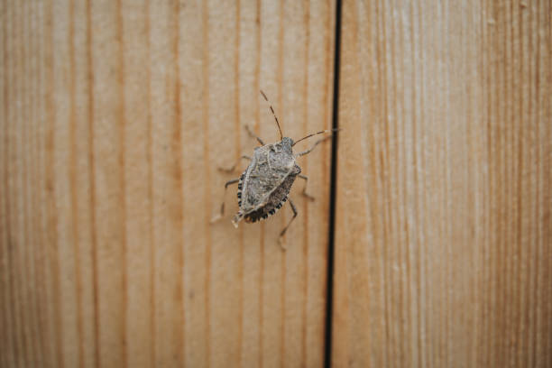 istock Closeup shot of a bug on a wooden surface 1441172771
