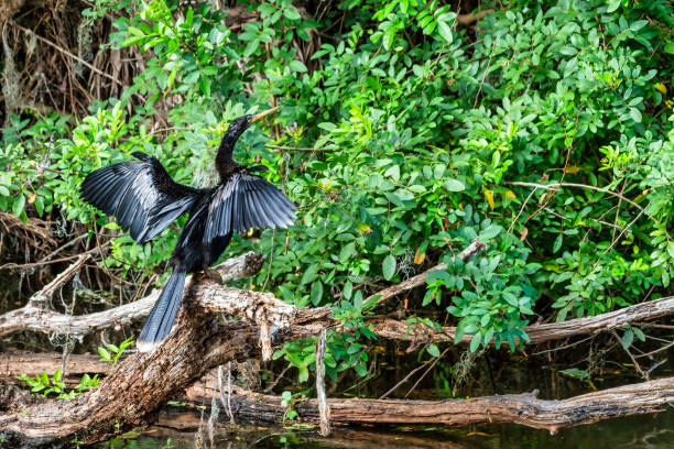 istock Closeup of an anhinga bird outdoors during daylight 1441172787