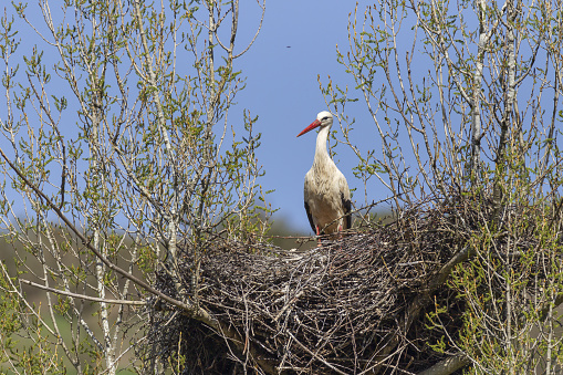 A beautiful white stork in the nest