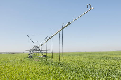 An irrigation system on a cereal crop field under clear blue sky