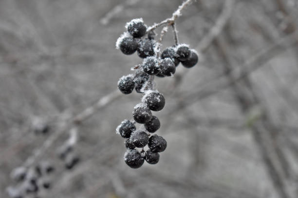 istock Selective focus shot of frost on berries 1441173256