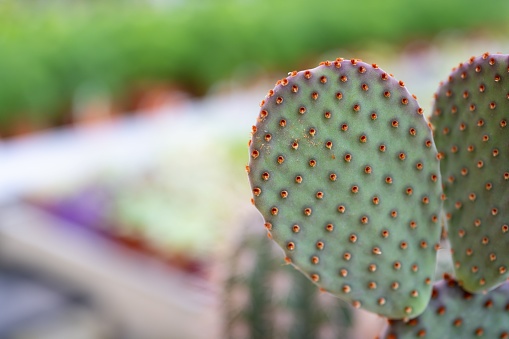 A closeup shot of a thorny cactus