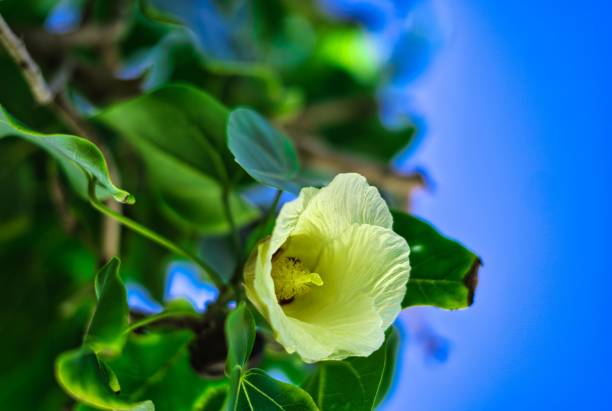 A shallow focus of Portia tree against a blue sky