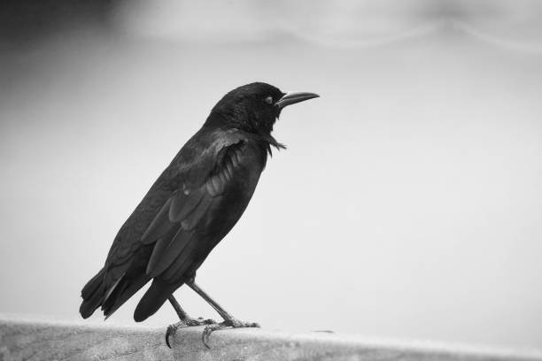 istock Grayscale of Carib grackle with a blurred background 1441173717
