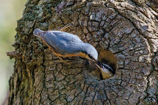 A nuthatch feeding an insect to it's partner in a hole in an oak tree
