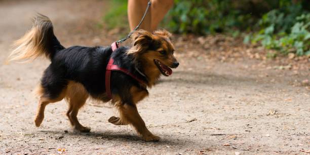istock Cute fluffy dog with a collar walking with its owner in a park daylight 1441173834
