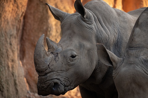 A closeup of a black rhinoceros on safari.