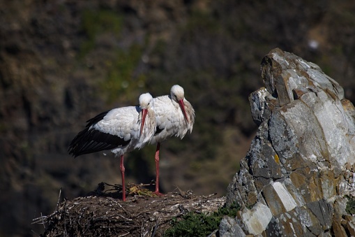 The two white storks standing on a rock.