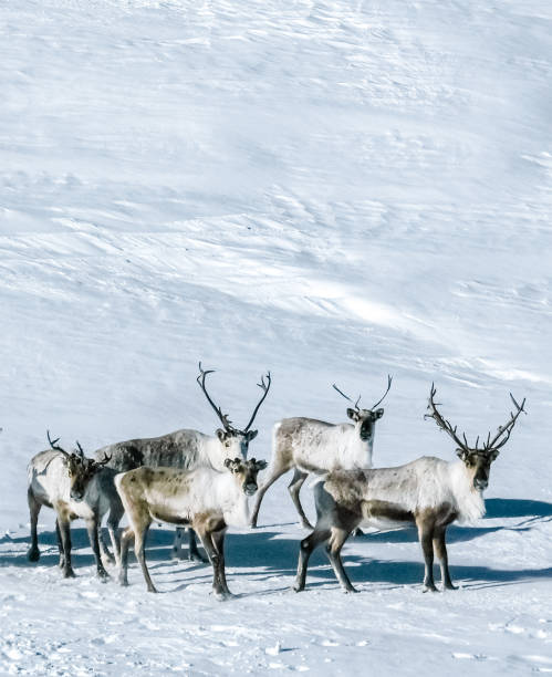 istock Group of Reindeers in a snowfiel 1441174081