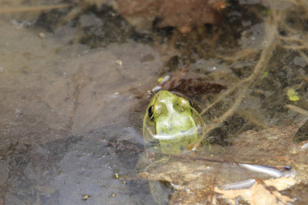 istock Green Pool Frog swimming in the pond 1441174151