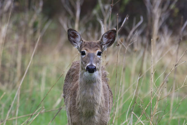istock Roe deer grazing in the field 1441174155