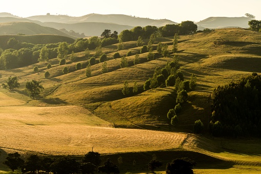 A beautiful shot of the Rolling hills in New Zealand on a sunny day