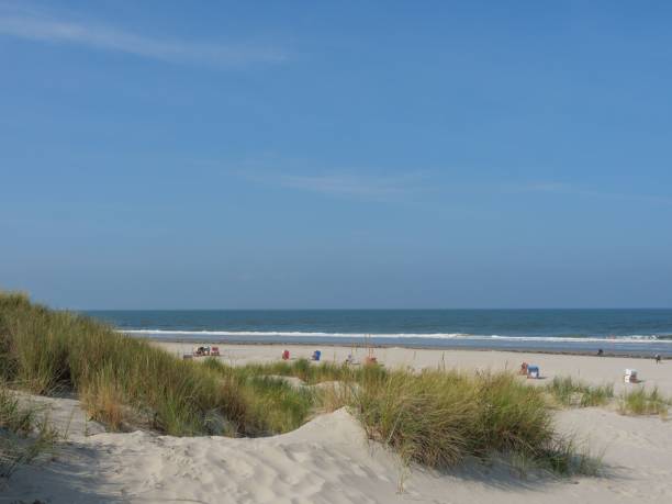 istock Grass on the beach with a blue sky 1441174396