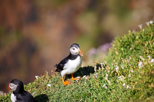 A group of cute Atlantic puffins (Fratercula arctica) resting in a field on a sunny day