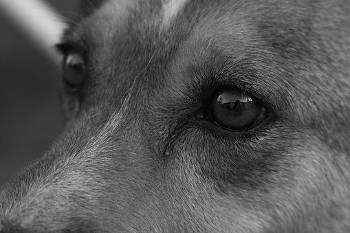 A grayscale shot of a mongrel