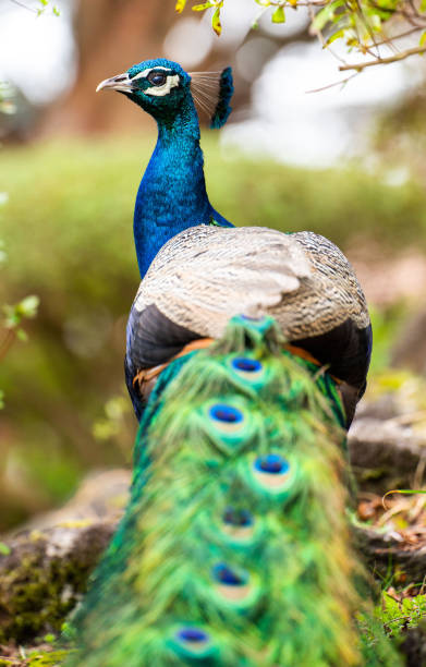 istock Vertical shot of a peacock 1441174702